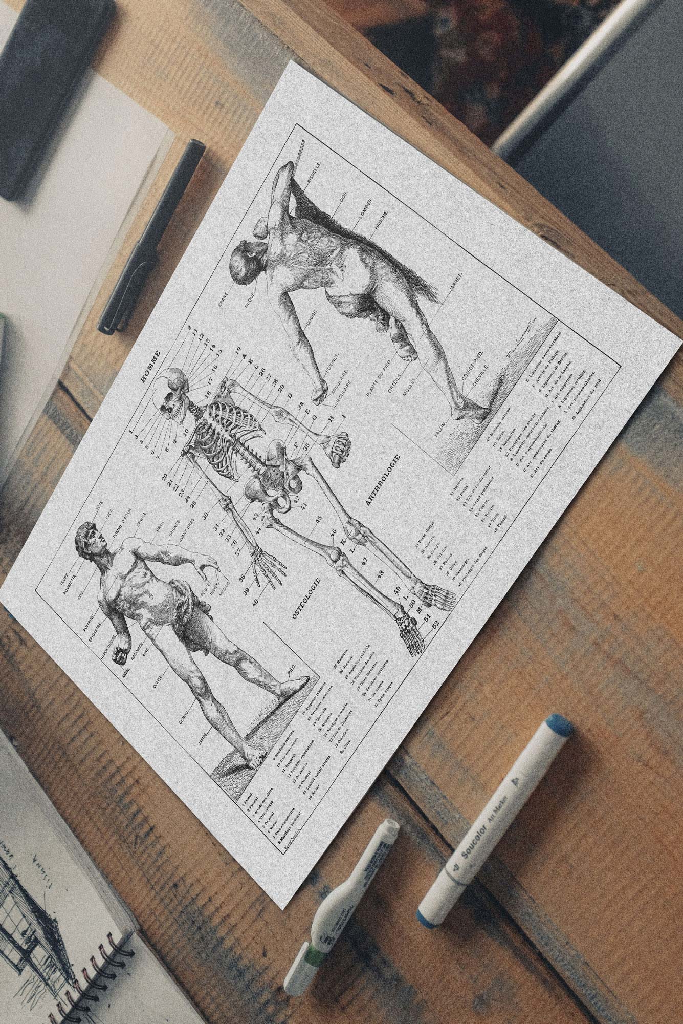lamina anatomia